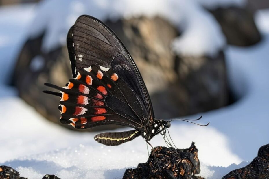 Czarny motyl w Tatrach. Widzisz go na szlaku? Lepiej się wycofaj, zanim będzie za późno