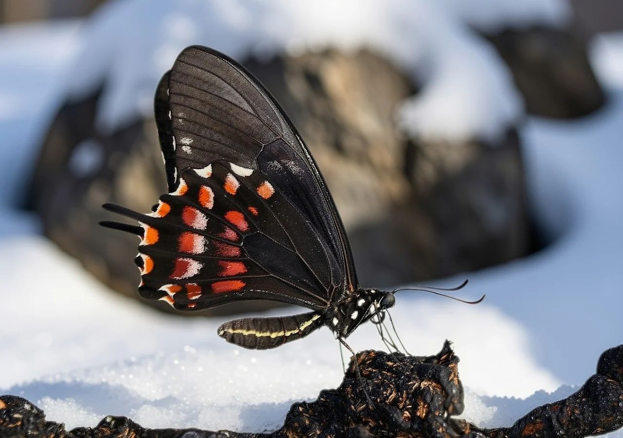 Czarny motyl w Tatrach. Widzisz go na szlaku? Lepiej się wycofaj, zanim będzie za późno