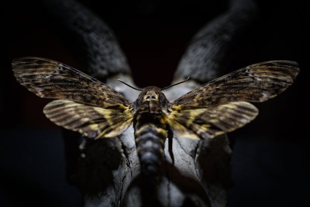 Zmierzchnica trupia główka (Acherontia atropos)